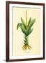 Plants, Alpinia Galanga-null-Framed Art Print