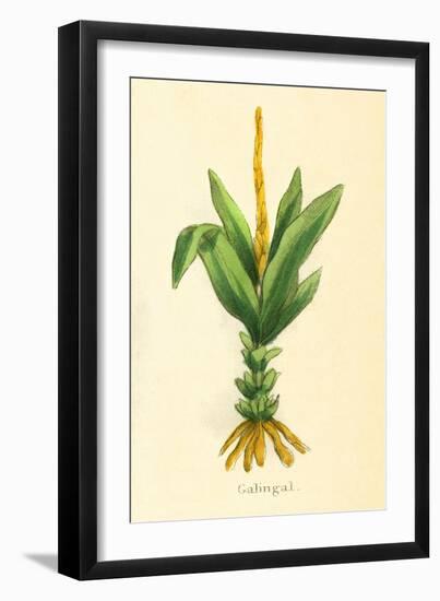 Plants, Alpinia Galanga-null-Framed Art Print