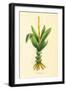 Plants, Alpinia Galanga-null-Framed Art Print