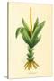 Plants, Alpinia Galanga-null-Stretched Canvas