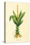 Plants, Alpinia Galanga-null-Stretched Canvas