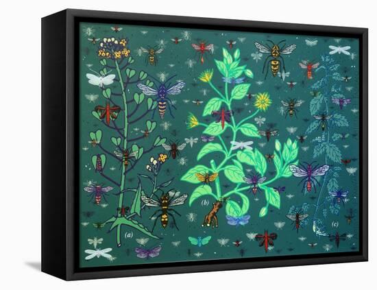 Plants and Bugs,2013-John Dilnot-Framed Stretched Canvas