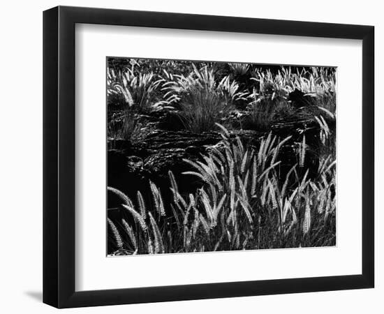 Plants and Lava, Hawaii, 1980-Brett Weston-Framed Photographic Print