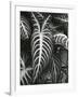 Plants and Leaves, c. 1985-Brett Weston-Framed Photographic Print