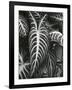 Plants and Leaves, c. 1985-Brett Weston-Framed Photographic Print