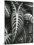 Plants and Leaves, c. 1985-Brett Weston-Mounted Photographic Print