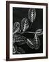 Plants and Leaves, Hawaii, c.1980-Brett Weston-Framed Photographic Print