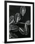 Plants and Leaves, Hawaii, c.1980-Brett Weston-Framed Photographic Print