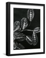 Plants and Leaves, Hawaii, c.1980-Brett Weston-Framed Photographic Print