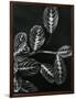 Plants and Leaves, Hawaii, c.1980-Brett Weston-Framed Photographic Print