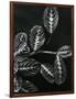 Plants and Leaves, Hawaii, c.1980-Brett Weston-Framed Photographic Print