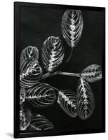 Plants and Leaves, Hawaii, c.1980-Brett Weston-Framed Photographic Print