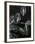 Plants and Leaves, Hawaii, c.1980-Brett Weston-Framed Premium Photographic Print