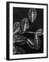 Plants and Leaves, Hawaii, c.1980-Brett Weston-Framed Photographic Print