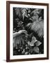 Plants and Leaves, Hawaii, c. 1985-Brett Weston-Framed Photographic Print