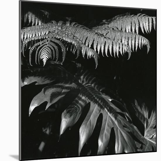 Plants and Leaves, Hawaii, c. 1985-Brett Weston-Mounted Photographic Print