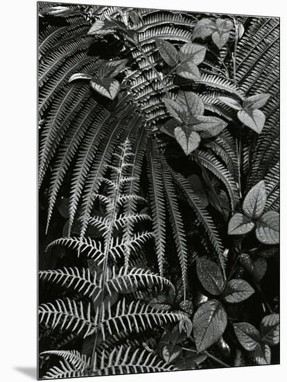 Plants and Leaves, Hawaii, c. 1985-Brett Weston-Mounted Photographic Print