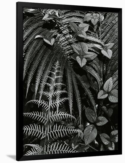 Plants and Leaves, Hawaii, c. 1985-Brett Weston-Framed Photographic Print