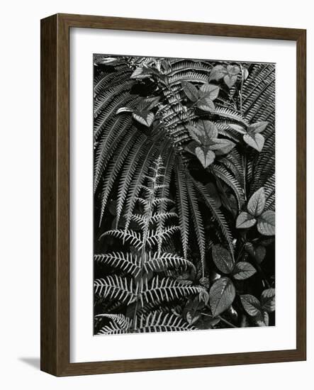 Plants and Leaves, Hawaii, c. 1985-Brett Weston-Framed Photographic Print