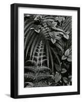 Plants and Leaves, Hawaii, c. 1985-Brett Weston-Framed Photographic Print