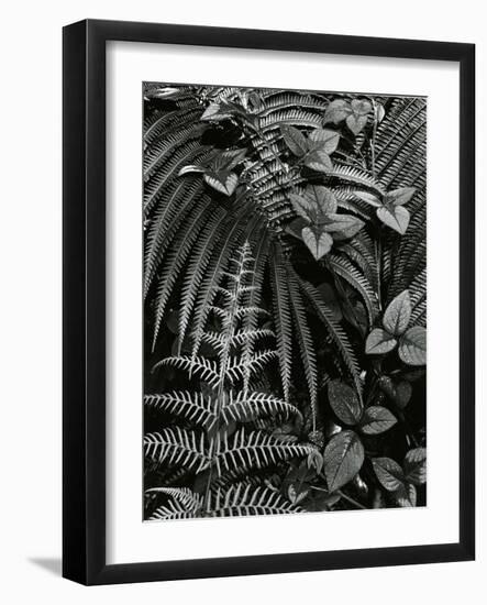 Plants and Leaves, Hawaii, c. 1985-Brett Weston-Framed Photographic Print