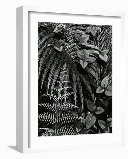 Plants and Leaves, Hawaii, c. 1985-Brett Weston-Framed Photographic Print