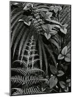 Plants and Leaves, Hawaii, c. 1985-Brett Weston-Mounted Photographic Print