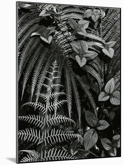 Plants and Leaves, Hawaii, c. 1985-Brett Weston-Mounted Photographic Print