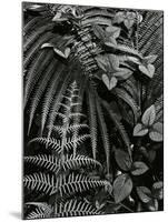 Plants and Leaves, Hawaii, c. 1985-Brett Weston-Mounted Photographic Print