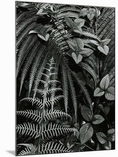 Plants and Leaves, Hawaii, c. 1985-Brett Weston-Mounted Photographic Print