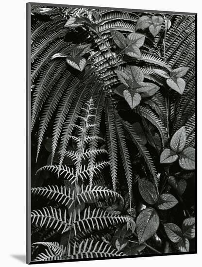Plants and Leaves, Hawaii, c. 1985-Brett Weston-Mounted Photographic Print