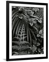 Plants and Leaves, Hawaii, c. 1985-Brett Weston-Framed Photographic Print