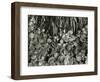 Plants and Roots, Bronx Botanical Garden, c. 1950-Brett Weston-Framed Photographic Print