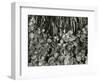 Plants and Roots, Bronx Botanical Garden, c. 1950-Brett Weston-Framed Photographic Print