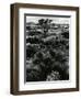 Plants and Trees, Landscapes, c. 1980-Brett Weston-Framed Photographic Print