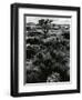 Plants and Trees, Landscapes, c. 1980-Brett Weston-Framed Photographic Print