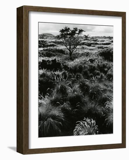 Plants and Trees, Landscapes, c. 1980-Brett Weston-Framed Photographic Print