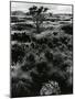 Plants and Trees, Landscapes, c. 1980-Brett Weston-Mounted Photographic Print