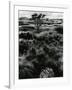 Plants and Trees, Landscapes, c. 1980-Brett Weston-Framed Photographic Print