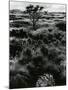 Plants and Trees, Landscapes, c. 1980-Brett Weston-Mounted Photographic Print