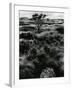 Plants and Trees, Landscapes, c. 1980-Brett Weston-Framed Photographic Print