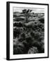 Plants and Trees, Landscapes, c. 1980-Brett Weston-Framed Photographic Print