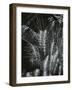 Plants and Wood, c. 1965-Brett Weston-Framed Photographic Print