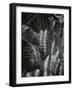 Plants and Wood, c. 1965-Brett Weston-Framed Photographic Print