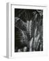 Plants and Wood, c. 1965-Brett Weston-Framed Photographic Print