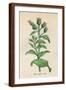 Brown Frame