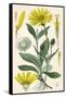 Plants, Arnica Montana-null-Framed Stretched Canvas