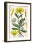Plants, Arnica Montana-null-Framed Art Print