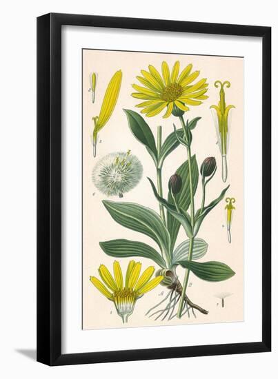 Plants, Arnica Montana-null-Framed Art Print