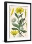 Plants, Arnica Montana-null-Framed Art Print